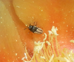 Acmaeodera