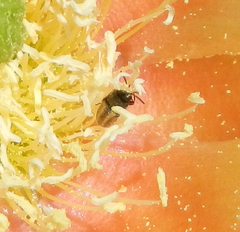 Acmaeodera