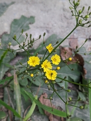 Ixeridium laevigatum