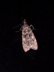 Eudonia philerga