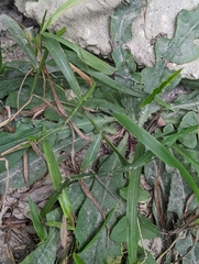 Ixeridium laevigatum