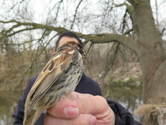 Passer hispaniolensis