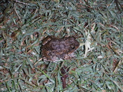 Tomopterna delalandii