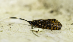 Hagenella clathrata