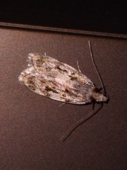 Barea exarcha