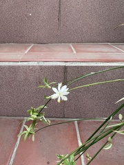 Chlorophytum comosum