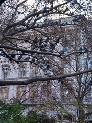 Columba livia domestica