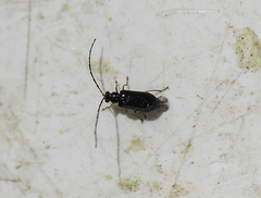 Luperus longicornis