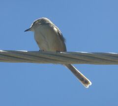 Prinia subflava
