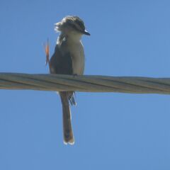 Prinia subflava