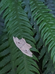 Dysaethria flavistriga