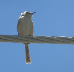 Prinia subflava
