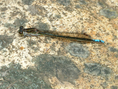 Pseudagrion furcigerum