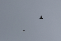 Emberiza