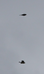 Emberiza