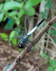 Brachydiplax farinosa