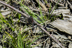 Leucorrhinia rubicunda