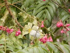 Zosterops simplex simplex