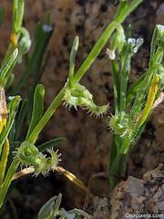 Pectocarya recurvata