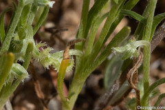 Pectocarya recurvata