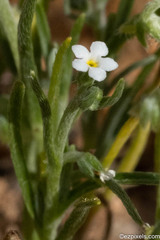 Pectocarya recurvata