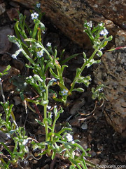 Pectocarya recurvata
