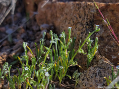 Pectocarya recurvata