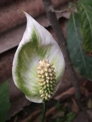 Spathiphyllum wallisii