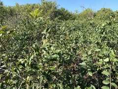 Dalbergia ecastaphyllum