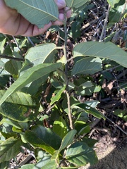 Dalbergia ecastaphyllum