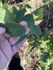 Dalbergia ecastaphyllum