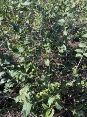 Dalbergia ecastaphyllum