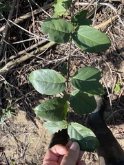 Dalbergia ecastaphyllum