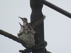 Anthracothorax prevostii