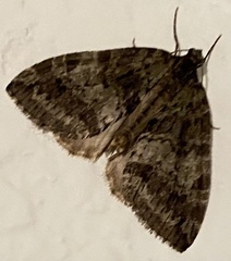 Hydriomena nubilofasciata