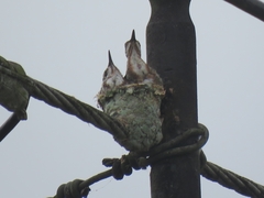 Anthracothorax prevostii