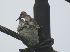 Anthracothorax prevostii