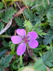 Erodium cicutarium