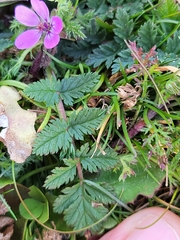 Erodium cicutarium