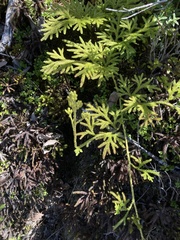 Austrolycopodium paniculatum