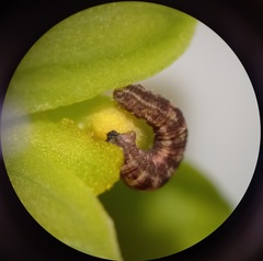 Gymnoscelis rufifasciata