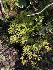 Austrolycopodium paniculatum