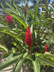 Alpinia purpurata