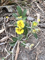 Potentilla discolor