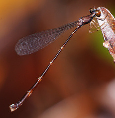 Protosticta versicolor