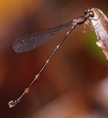 Protosticta versicolor