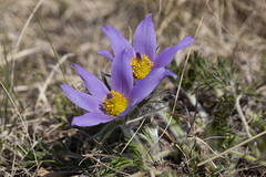 Pulsatilla