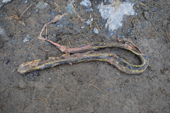 Atractus