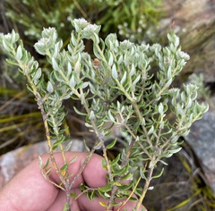 Phylica ampliata