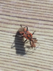 Spilostethus furcula